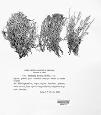 Cladonia furcata image
